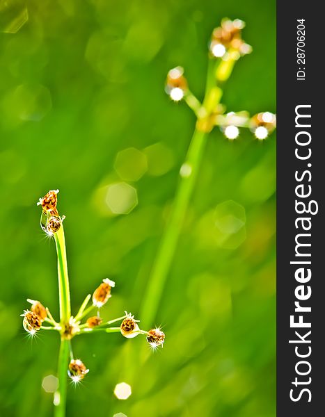 Drop water on grass in green background