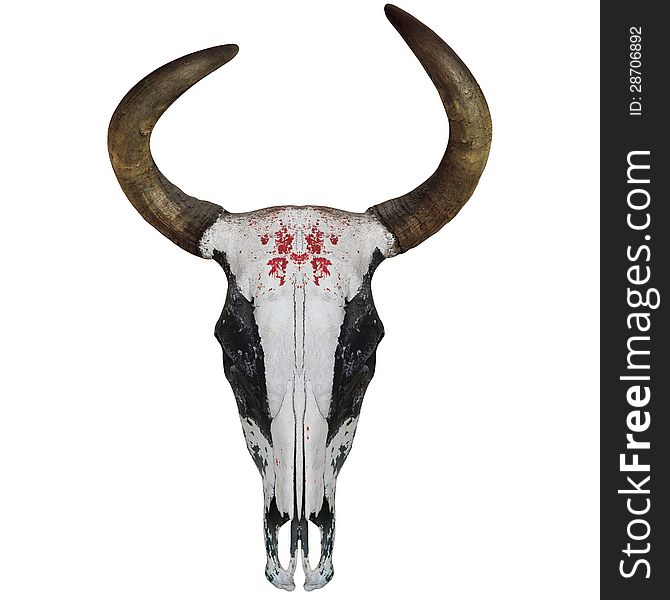 Bull Skull isolated on white background with clipping path. Bull Skull isolated on white background with clipping path