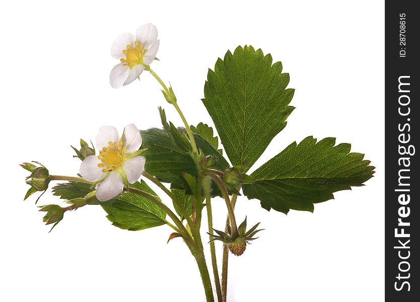 Isolated Strawberry Plant With Flowers