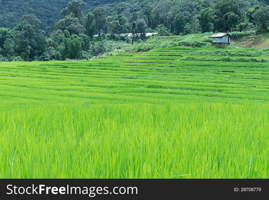 Green rice field in Thailand with a small farmer house