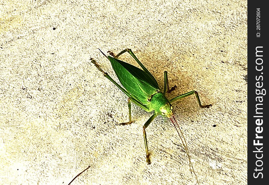 A katydid on the ground