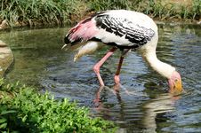 Stork Searching Food Stock Photos Stork Searching Food Stock Photos