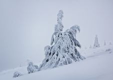 Lonely Frozen Tree In Cold, Blizzard Conditions Royalty Free Stock Photography