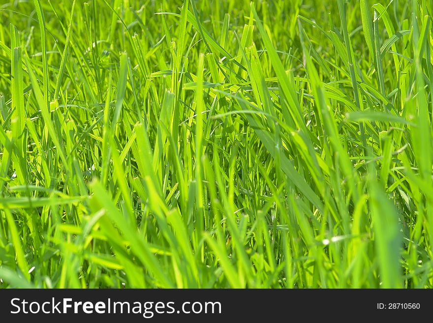 Beautiful fresh green grass on a meadow in the summer afternoon. Beautiful fresh green grass on a meadow in the summer afternoon
