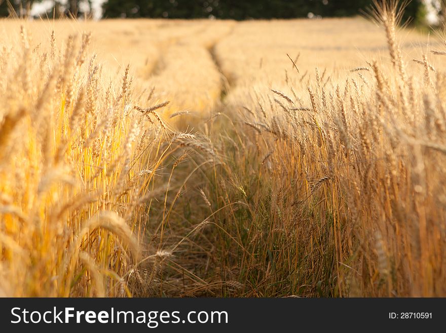 The road curling among a set of gold ripe cones in the field. The road curling among a set of gold ripe cones in the field