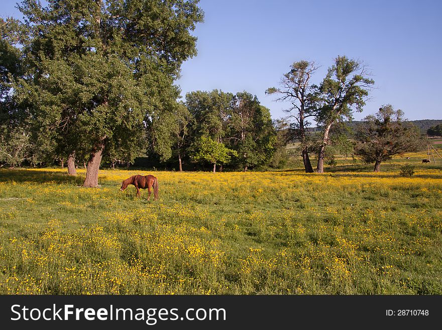 Horse eats a grass in the evening on a beautiful yellow meadow in the summer. Horse eats a grass in the evening on a beautiful yellow meadow in the summer