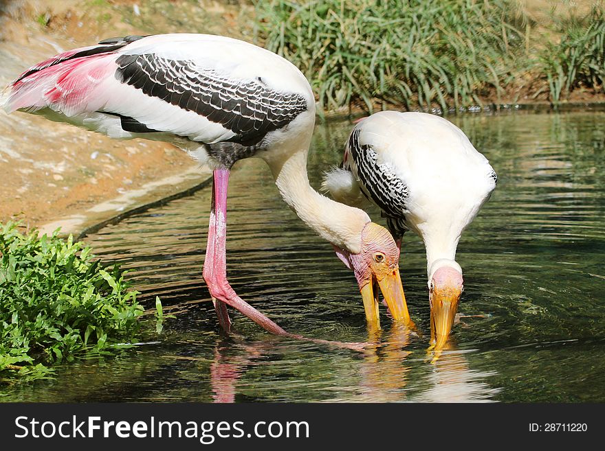 Painted storks in pond water searching for food