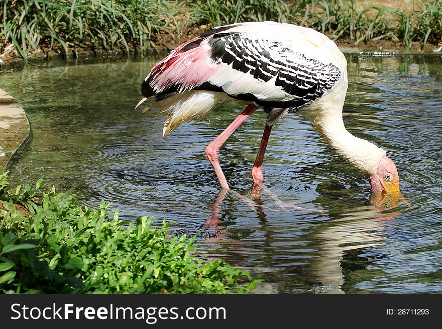 Painted stork searching food in pond water, india