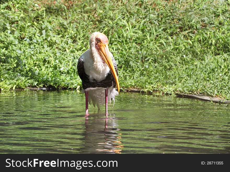 Rosy stork in lake water