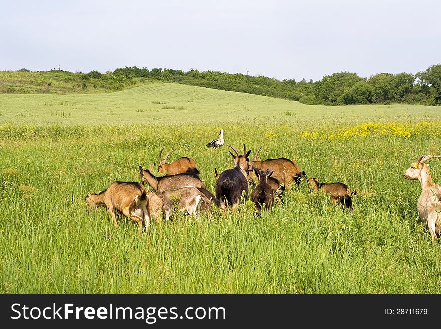 Domestic goats grazing on pasture-meadow