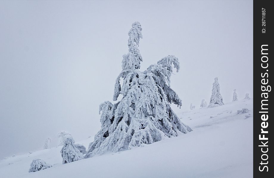 Lonely frozen tree in cold, blizzard conditions