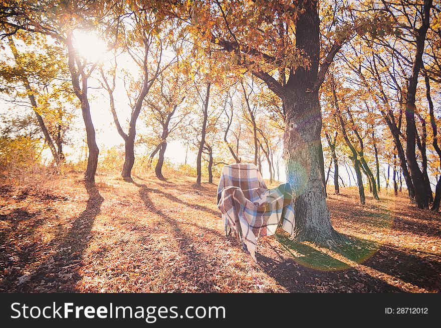 Armchair with plaid in yellow autumn forest. Armchair with plaid in yellow autumn forest