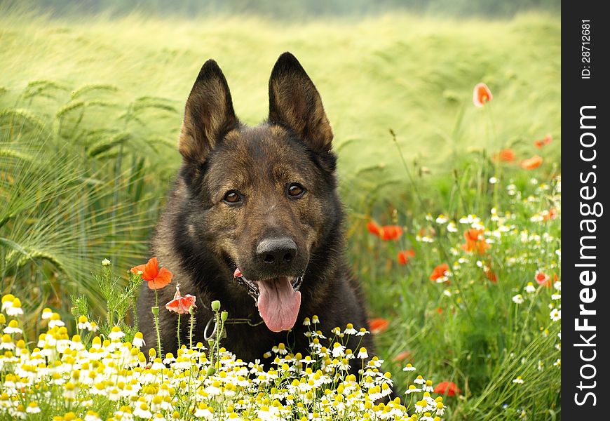 German Shepherd In Flowers.