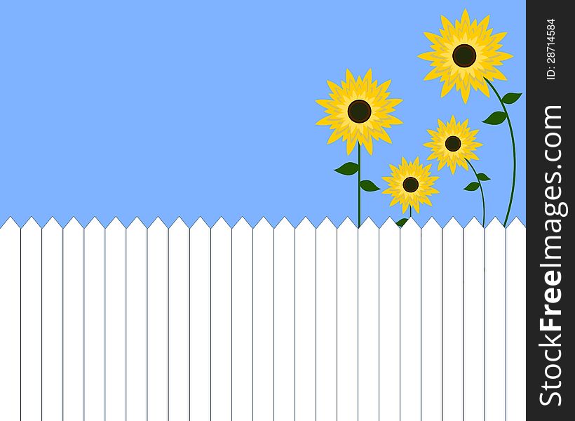 Sunflowers and white picket fence. Sunflowers and white picket fence