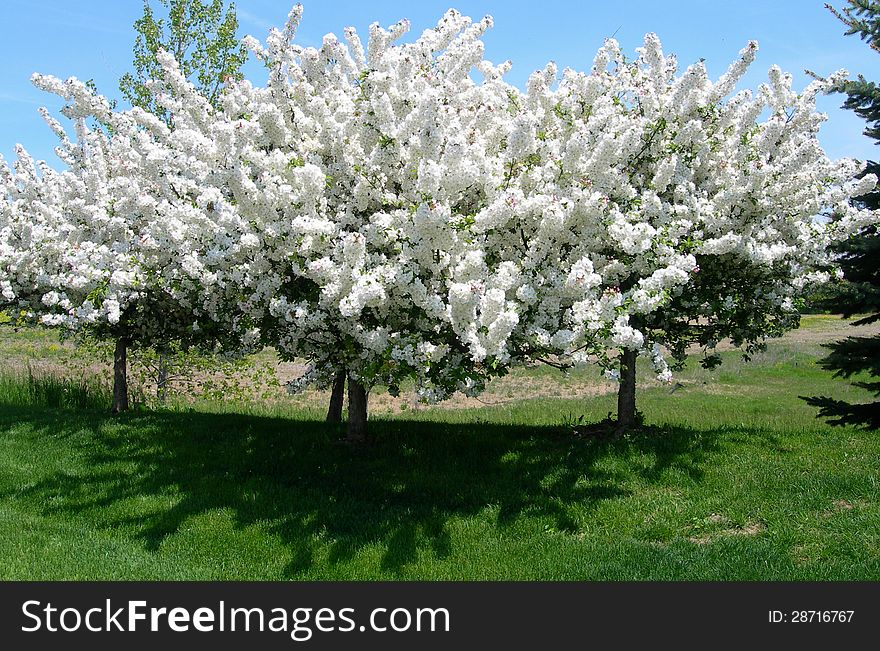 Blooming White Flowers