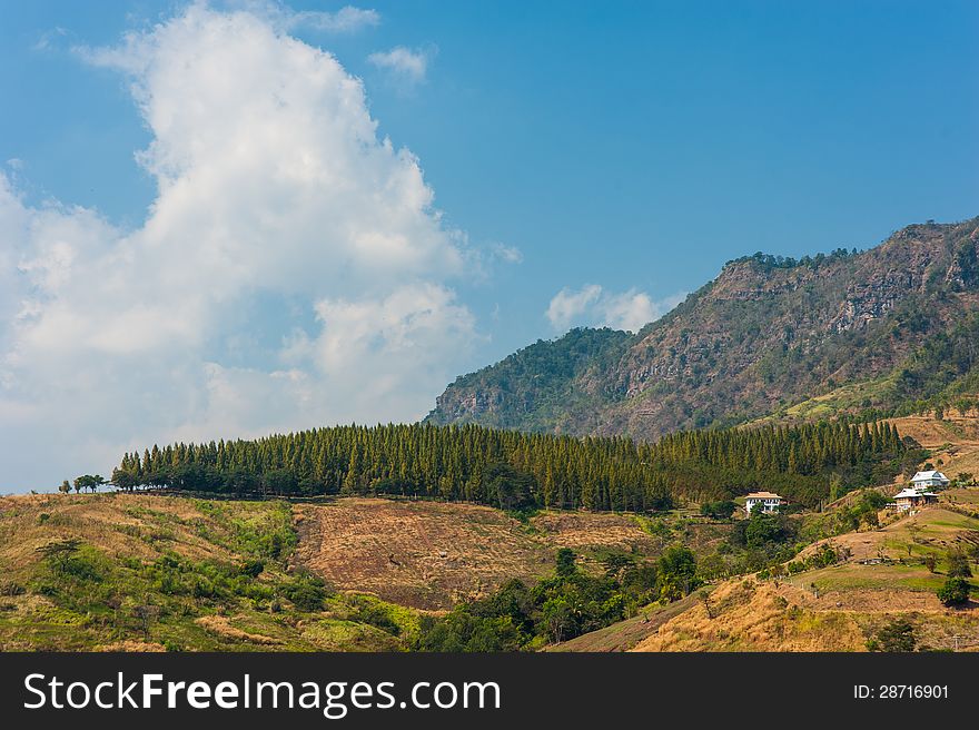 Mountain landscape with blue sky and forest