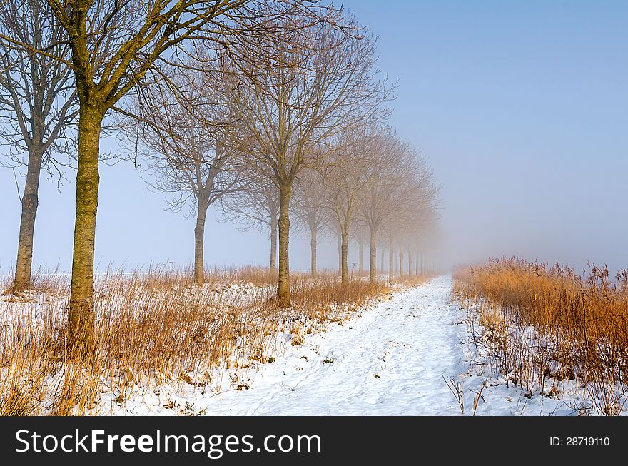 Sunlit row of trees and reed along a trail in fog and snow with blue sky above. Sunlit row of trees and reed along a trail in fog and snow with blue sky above