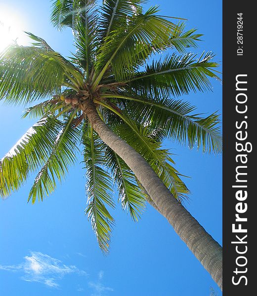 Palm tree seen from below, blue sky. Palm tree seen from below, blue sky