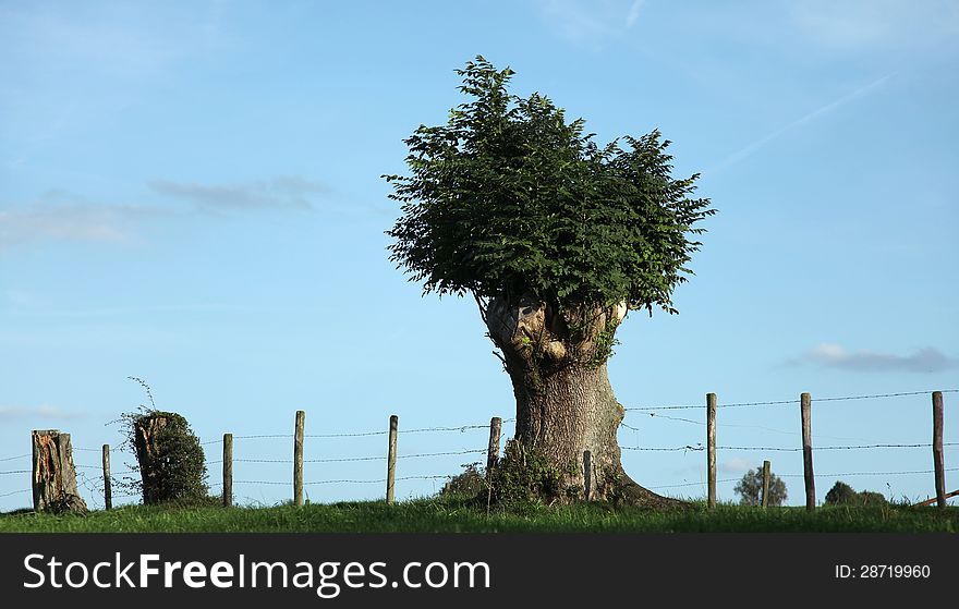 Beautiful stately pollarded tree at the edge of the meadow. Beautiful stately pollarded tree at the edge of the meadow