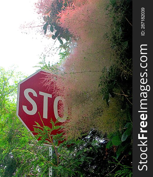 STOP sign covered by fuzzy tree