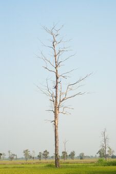 Dead Trees Stock Photography Dead Trees Stock Photography