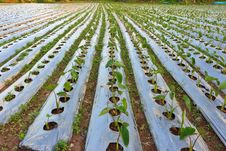 Taro Field. Royalty Free Stock Photos Taro Field. Royalty Free Stock Photos