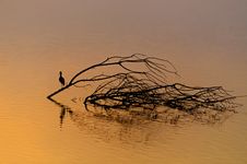 Beautiful Sunrise And Reflection Of A Bird In Hagamon Lake Stock Photos Beautiful Sunrise And Reflection Of A Bird In Hagamon Lake Stock Photos