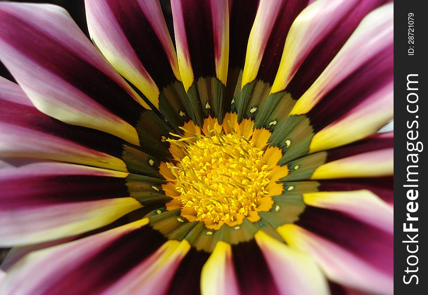 Close up of gazania flower