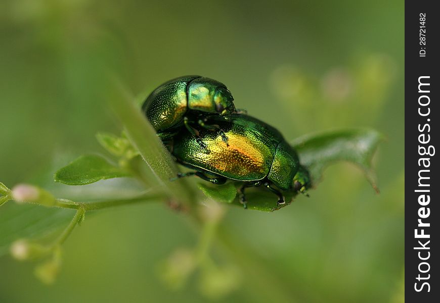 Two beetles romping on plants in the garden