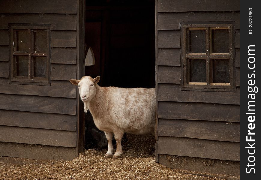 Wooden farm barn with powerful goat. Wooden farm barn with powerful goat