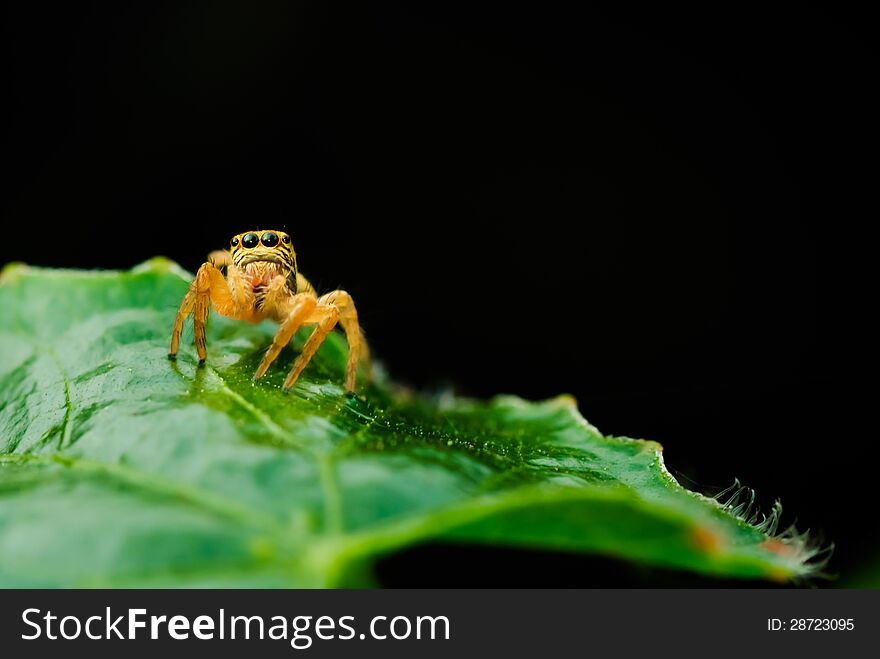 Jumping spider on green leaf.