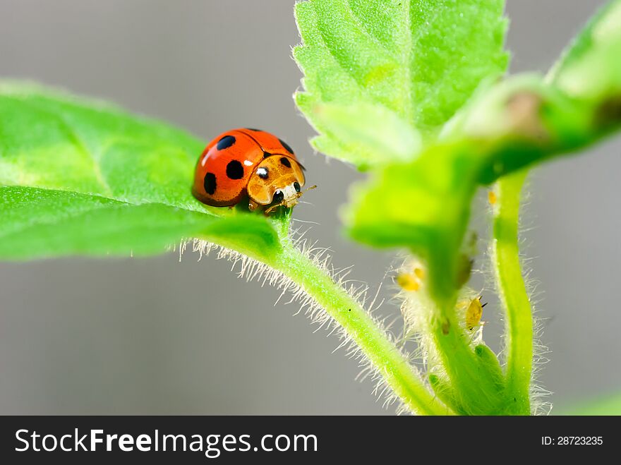 Ladybug on green leaf, Beetles.