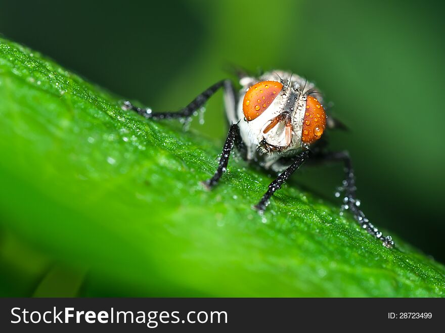 Insect fly macro on leaf