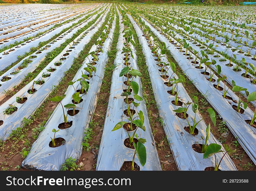 Taro cultivation in the late rainy season. Taro cultivation in the late rainy season.