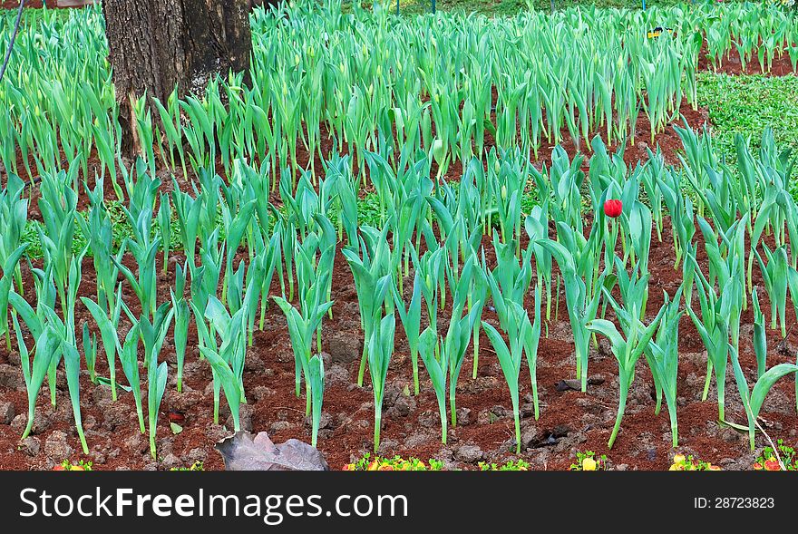 Tulip tree growing on the field in the North of Thailand. Tulip tree growing on the field in the North of Thailand.