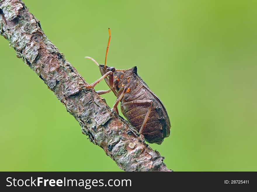 Large and distinctive predatory spiked shieldbug (Picromerus bidens) on stick.