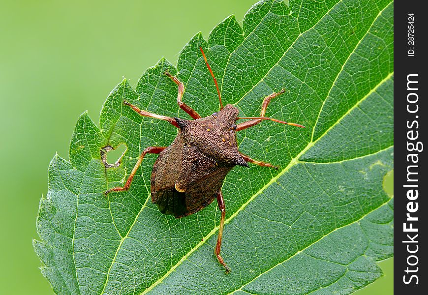 Large and distinctive predatory spiked shieldbug (Picromerus bidens) on leaf.