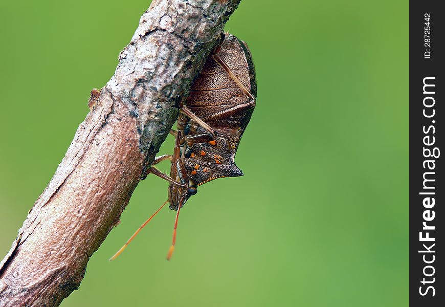 Large and distinctive predatory spiked shieldbug (Picromerus bidens) on stick.
