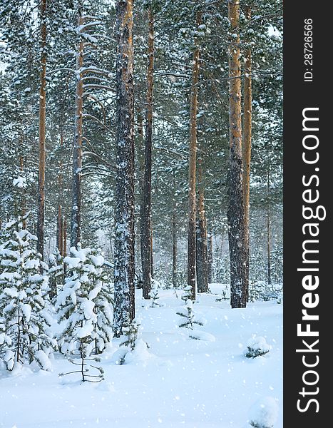 Snowfall in the snow-covered spruce forest. Snowfall in the snow-covered spruce forest