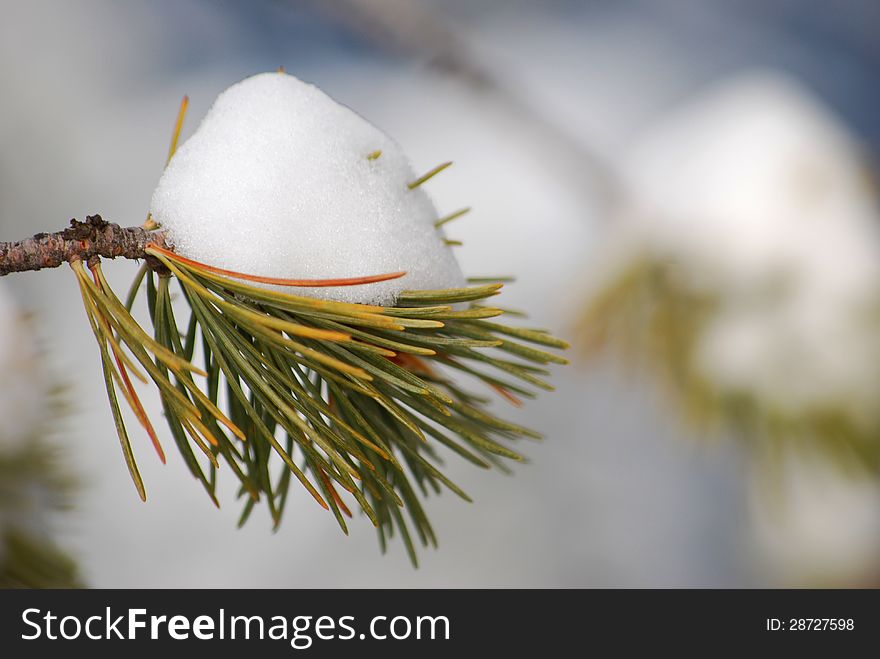 Snow on a small green branch in snowy mountains