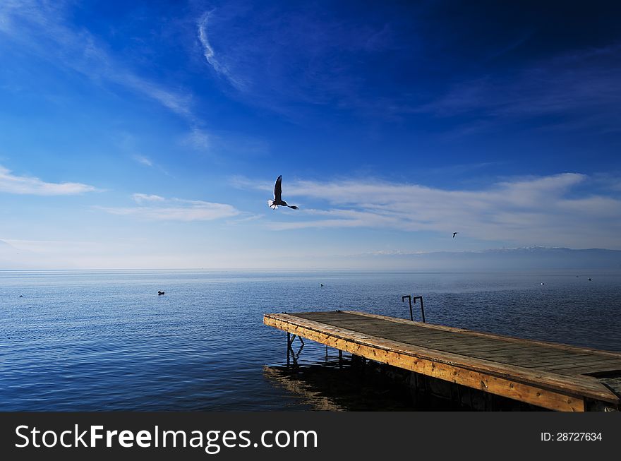 Seagull Wooden Pier