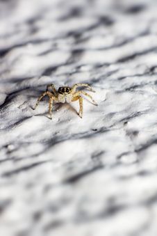 Portrait Of A Jumping Spider Royalty Free Stock Image Portrait Of A Jumping Spider Royalty Free Stock Image