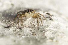 Portrait Of A Jumping Spider Royalty Free Stock Images Portrait Of A Jumping Spider Royalty Free Stock Images