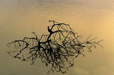 Beautiful Sunrise And Reflection Of Geronticus Calvus In Hagamon Lake Royalty Free Stock Image Beautiful Sunrise And Reflection Of Geronticus Calvus In Hagamon Lake Royalty Free Stock Image