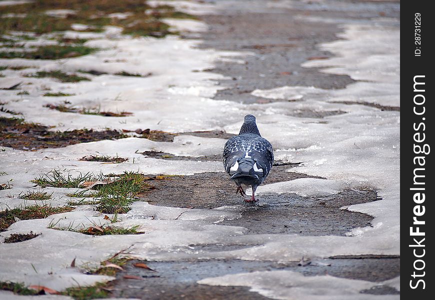 A pigeon walking on a snow and ice covered alley. A pigeon walking on a snow and ice covered alley