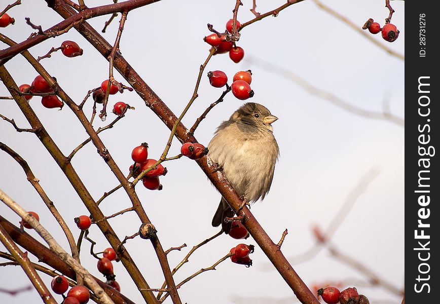 Sparrow In A Dog Rose Shrub