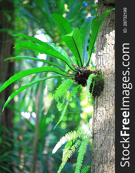 Bird's nest fern in tropical rain forests.