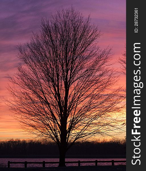 Alone leafless tree in a winter sunset near the lake provides a tranquil feel for the end of the day. Alone leafless tree in a winter sunset near the lake provides a tranquil feel for the end of the day.