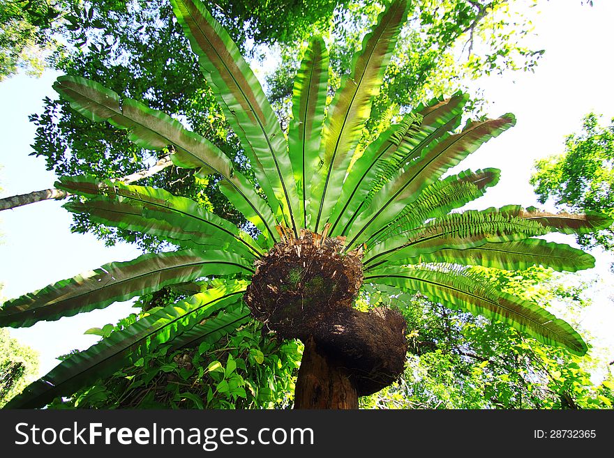 Bird's nest fern in tropical rain forests.