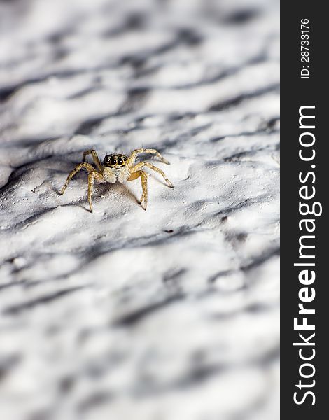 Portrait Of A Jumping Spider